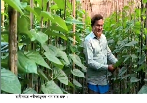 রাণীনগরে পরীক্ষামূলক পান চাষ শুরু করেছেন চাষি শহিদুল ইসলাম